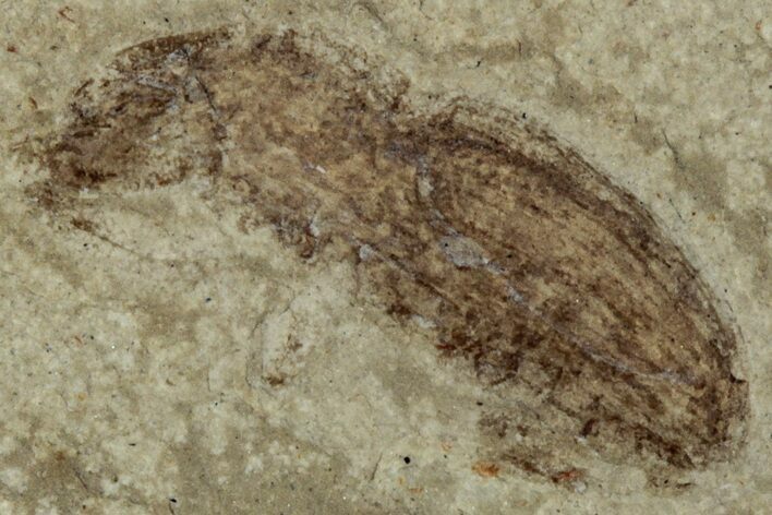 Detailed Fossil Weevil (Snout Beetle) - Green River Formation #356686